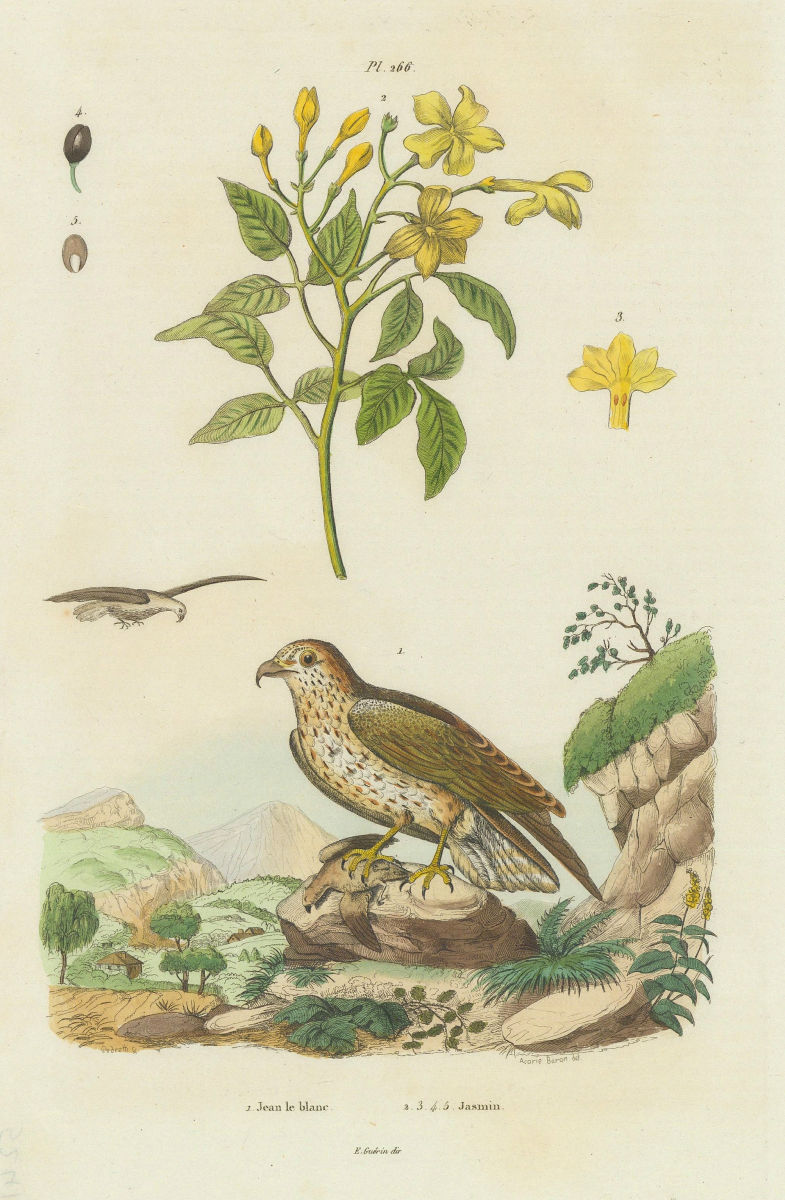 INDRE. Jean Leblanc (Short-toed Snake Eagle). Jasmin (Jasmine) 1833 old print